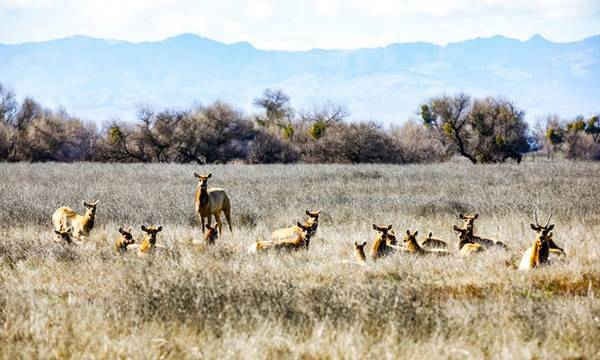 Đàn hươu tại nơi trú ẩn của động vật hoang dã quốc gia San Luis ở California, Mỹ. Ảnh: John Crowe / Alamy