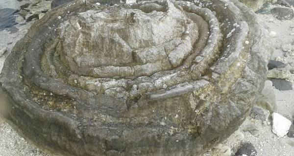 “Nghĩa địa” san hô hóa thạch hình cối xay vừa được phát hiện có giá trị về mặt khoa học 