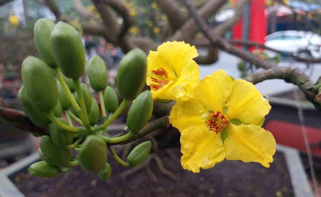 Mai Huế đặc trưng với 5 cánh hoa vàng nhỏ