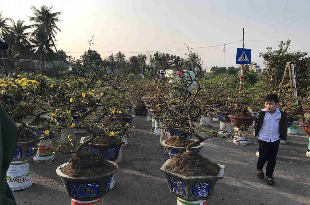 Đại đa số hoa mai được vận chuyển từ Bình Định về