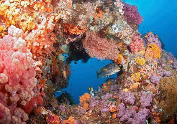 Rạn san hô Raja Ampat của Indonesia. Ảnh: The Ocean Agency/XL Catlin Seavi/PA