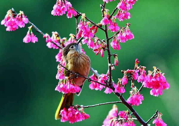 Một con chim nằm trên nhánh hoa anh đào ở Phúc Châu, thủ phủ của tỉnh Phúc Kiến, phía Đông Nam Trung Quốc. Ảnh: Tân Hoa Xã / Barcroft Images