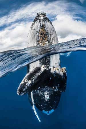 Cuộc thi Nhiếp ảnh gia dưới nước năm 2018. Hình ảnh Cá voi lưng gù của Greg Lecoeur 