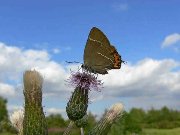 Một con bướm lần đầu sinh sản ở Scotland trong vòng 130 năm. Hình ảnh: Tim Melling / Butterfly Conservati / PA
