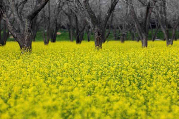 Những cây óc chó đứng giữa một cánh đồng hoa màu vàng mù tạt, gần thành phố Jenin ở Bờ Tây. Ảnh: Alaa Badarneh / EPA