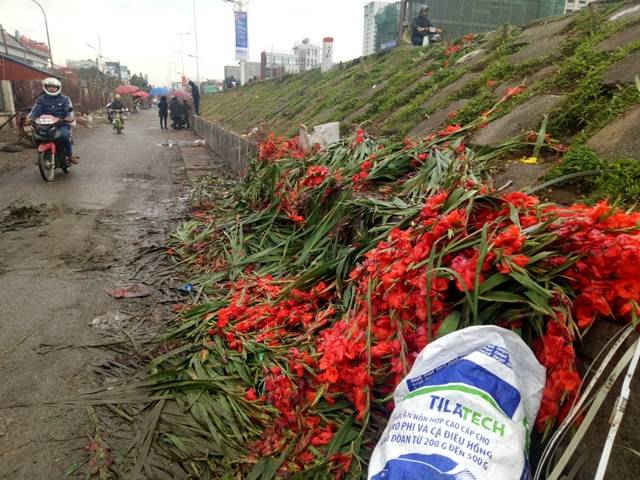 Hàng trăm, hàng ngàn bông hoa lay ơn đổ bỏ ven đường Âu cơ