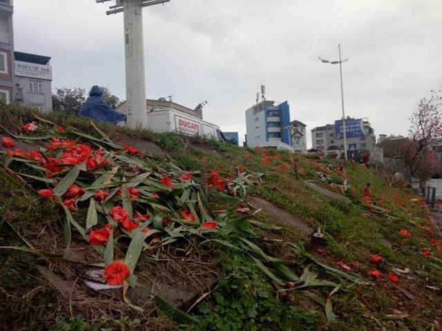 Rác thải là những hoa lay ơn được bỏ lại bừa bãi dọc tuyến đường Âu Cơ