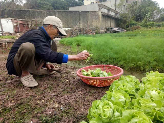 Đất Láng Thượng giờ đi chỉ còn những người cao tuổi gắn bó với nghề trồng rau húng
