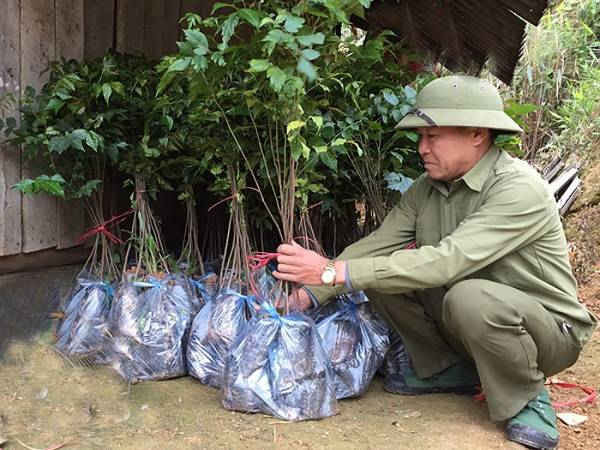Việc chuẩn bị tốt cây giống cho trồng rừng sản xuất sẽ tạo ra bước đột phá về trồng rừng cho tỉnh Lào Cai năm 2018.