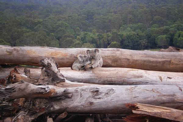 Gấu túi mẹ và con tìm kiếm nơi trú ẩn trên một đống gỗ ở gần Kin Kin, Queensland, Australia. Hình ảnh: WWF