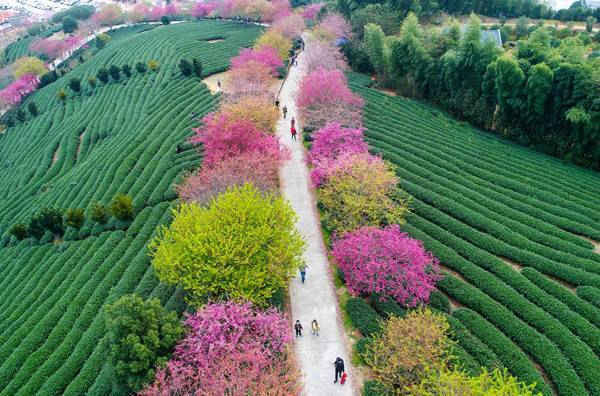 Du khách đi dạo dưới những hàng cây anh đào nở ở một vườn chè ở thị trấn Yongfu thuộc Longyan, tỉnh Phúc Kiến, Trung Quốc. Hình ảnh: VCG qua Getty Images