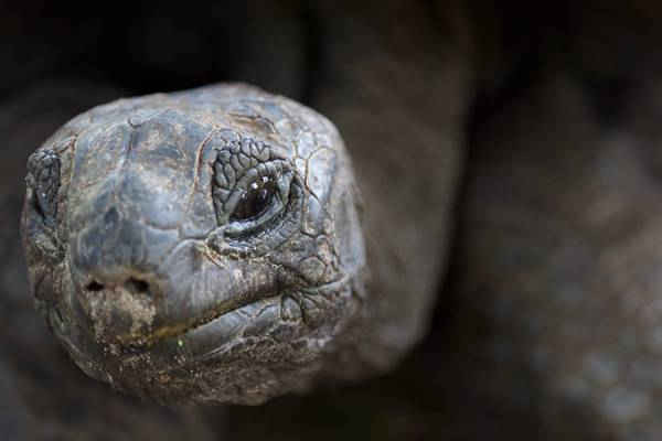 Một con rùa khổng lồ Aldabra ở Curieuse, Seychelles. Hình ảnh: Tate Drucker / Bảo tàng thiên nhiên