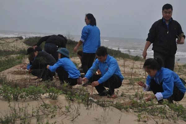 Các đoàn viên, thanh niên Quảng Bình tham gia trồng 2.000 cây phi lao chắn cát tại xã Quang Phú (thành phố Đồng Hới).