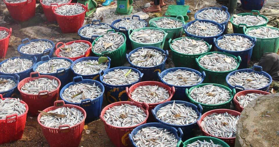 Ngư dân Quảng Ngãi trúng đậm nhờ mùa cá cơm