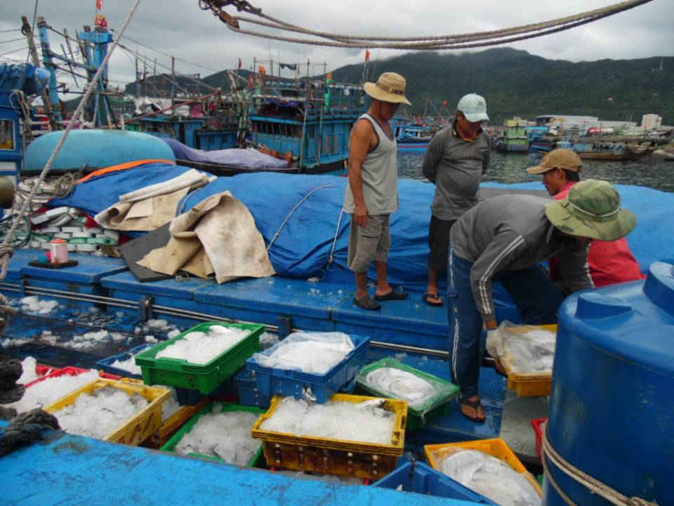 Cá hố ngập tràn trên những boong tàu ở cảng Thọ Quang