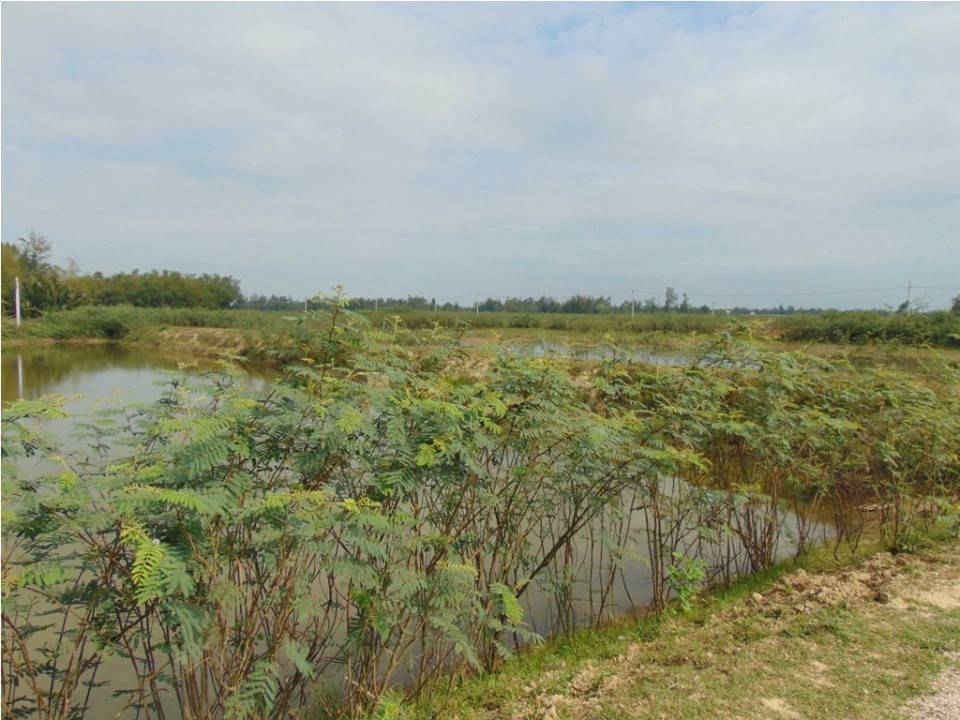 Duy Xuyên (Quảng Nam): Sớm khắc phục tình trạng hoang hóa khu nuôi trồng thủy sản tập trung2