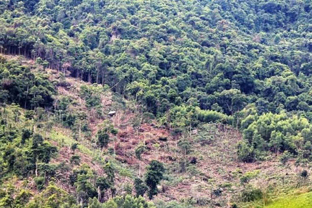 Ban Quản lý rừng phòng hộ Sông Đà còn tồn tại nhiều thiếu sót trong quản lý đất đai