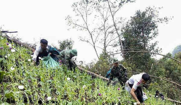 Phá bỏ trên 0,1ha cây thuốc phiện trồng trái phép ở Điện Biên