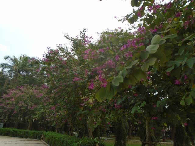  Hàng hoa ban tím nở rộ tại khu vực Công viên Lênin trên đường Điện Biên Phủ.