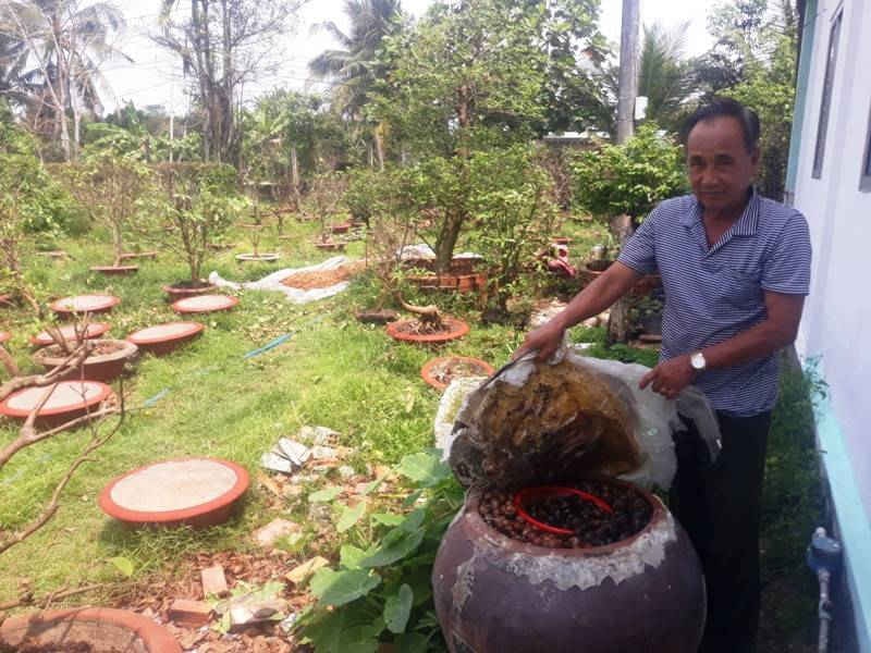 Chú tích ảnh theo ông Lê Văn Ky khi ủ phân để trồng mai vàng, ông và thành viên trong HTX áp dụng các giải pháp hạn chế mùi hôi phát tán ra môi trường