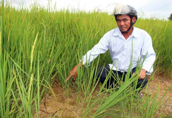 tnmt 1 Hàng chục ngàn héc ta lúa ở Kiên Giang vật vã “khát” nước ngọt