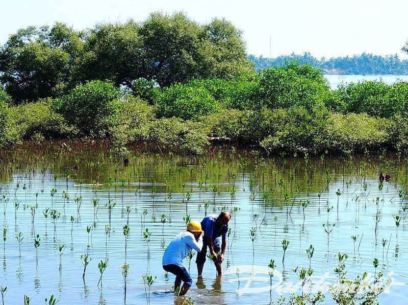 2 1 Quảng Nam, Quảng Ngãi Nỗ lực khôi phục, phát triển rừng ngập mặn
