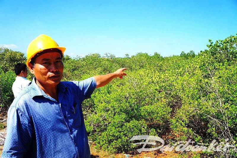 3 1 Quảng Nam, Quảng Ngãi Nỗ lực khôi phục, phát triển rừng ngập mặn