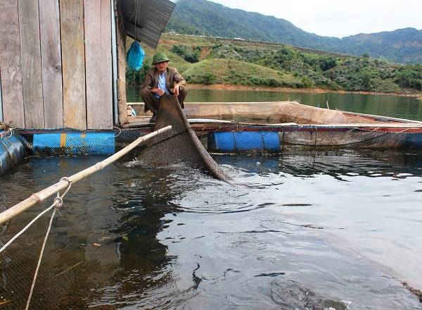 Phát triển cá lồng trên lòng hồ thủy điện tạo động lực cho kinh tế nông thôn Nậm Nhùn phát triển bền vững.
