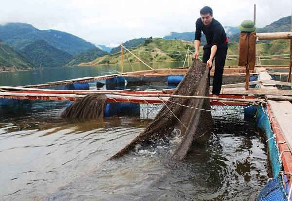        Phát triển cá lồng trên lòng hồ thủy điện tạo động lực cho kinh tế nông thôn Nậm Nhùn phát triển bền vững.