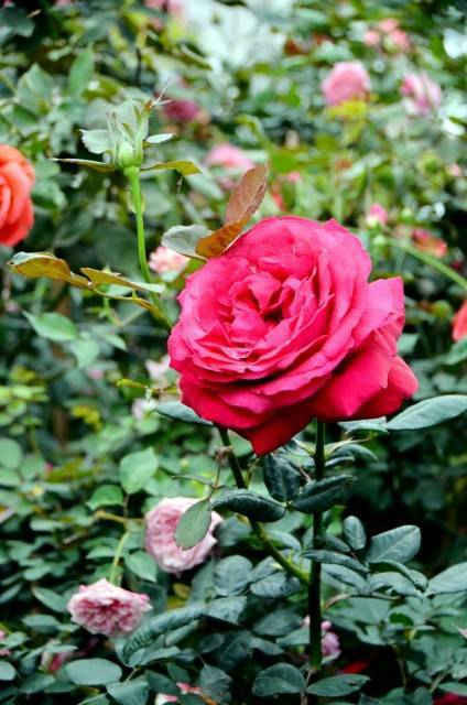 Gần 2.000 cây hoa hồng được đánh chuyển về Việt Nam từ tháng 12 năm trước trong tình trạng đông lạnh