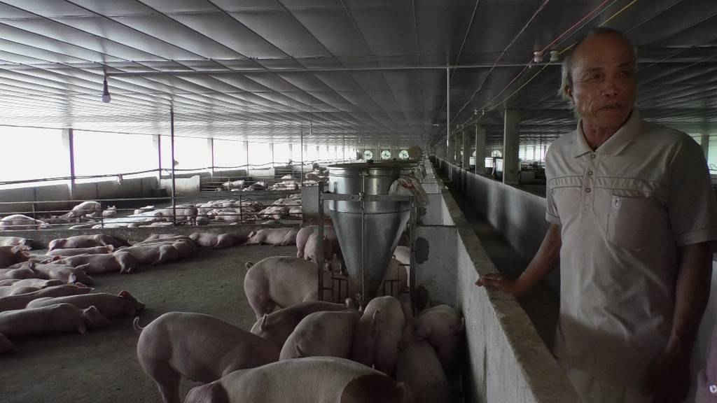 Mặc dù chưa đầy đủ giấy tờ pháp lý, nhưng HTX NN Tân Hưng Phát đã tiến hành thả nuôi gần 1.300 con heo thịt