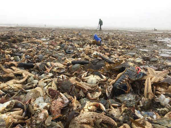Động vật biển chết trên bờ biển Yorkshire ở Anh sau đợt chết hàng loạt do lạnh và bão. Hình ảnh: Bex Lynham / Yorkshire Wildlife Trust