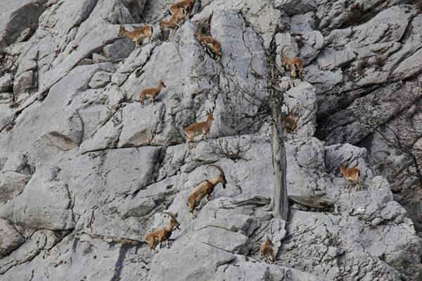 Những con dê hoang dã - được liệt kê là loài bị đe doạ trong danh sách đỏ của Tổ chức Bảo tồn Thiên nhiên Quốc tế - leo lên một ngọn núi ở Antalya, Thổ Nhĩ Kỳ. Hình ảnh: Ali İhsan Öztürk / Anadolu Agency / Getty Images