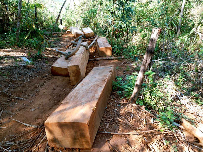 Ảnh hiện trường vụ khai thác gỗ trái phép (2)