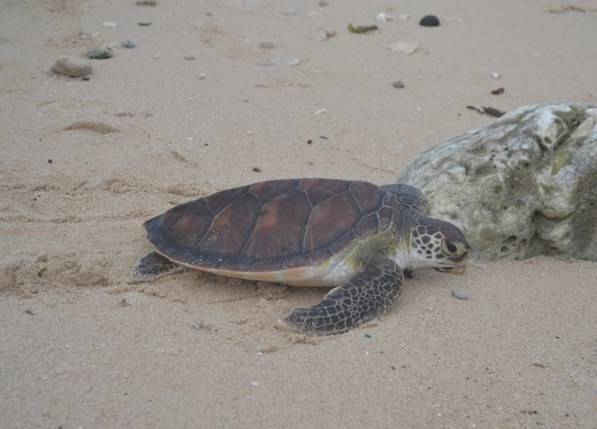 Rùa biển ở Lý Sơn