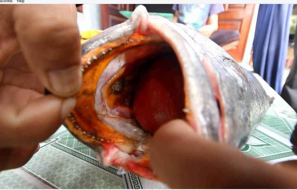 Con cá nặng 10kg, đặc biệt hơn ở miệng có bong bóng trồi ra màu đỏ