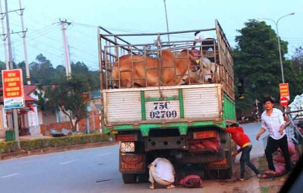 Vừa qua Cửa khẩu Lao Bảo khoảng 100 mét xe vận chuyển trâu, bò dừng để bốc dỡ hàng hóa