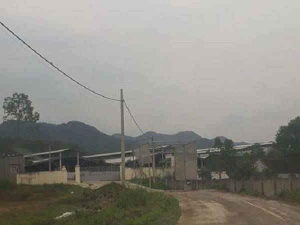 Trang trại bò số 2 ở xóm 4, xã Nghi Lâm nằm không xa tỉnh lộ 534