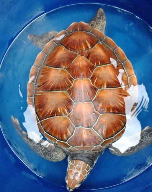 Cá thể rùa phát hiện được