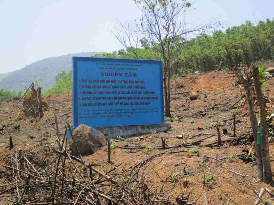 Khu vực rừng phòng hộ giáp ranh hai huyện Hoài Nhơn và An Lão 