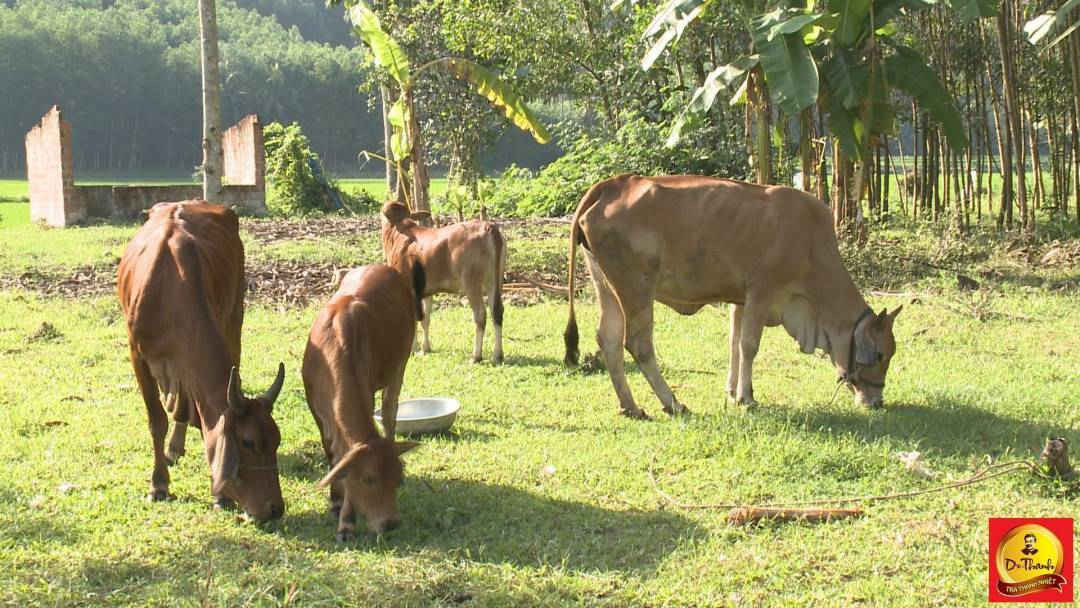 Những cặp bò từ chương trình Lục Lạc Vàng đã giúp nhiều hộ gia đình thoát nghèo.