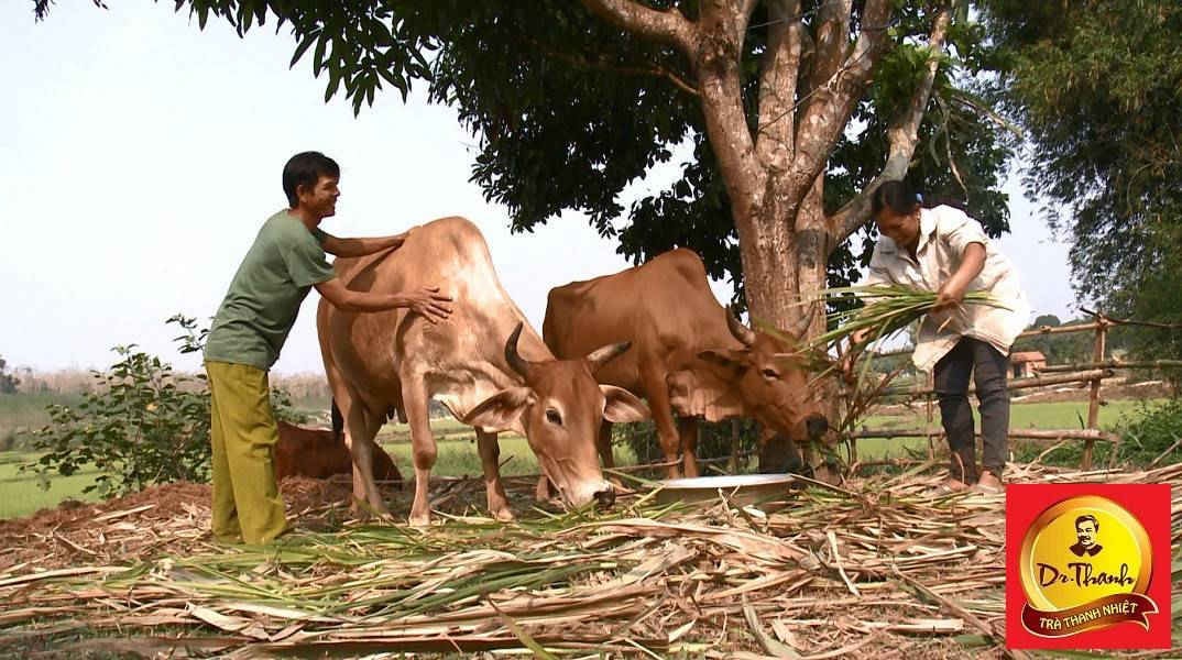 Kinh tế gia đình anh Huynh đã dần ổn định từ việc nuôi bò.