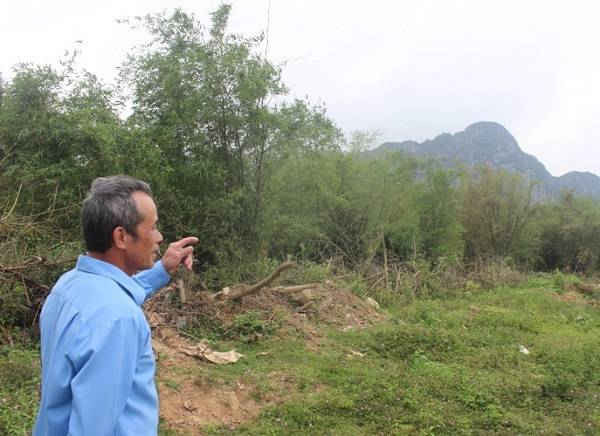 Người dân xã Văn Hóa trồng tre ngăn sạt lở, bão lũ