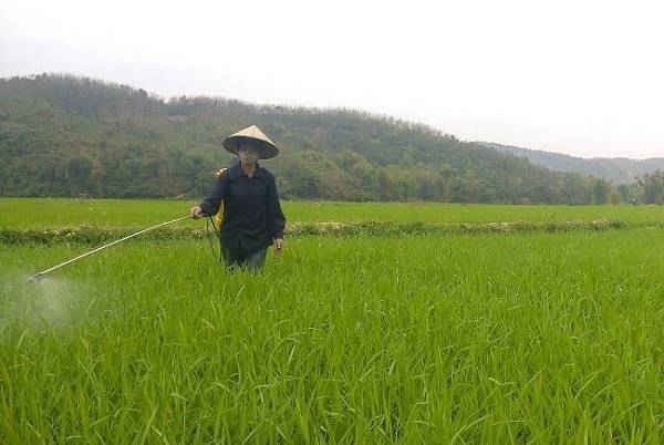 Nông dân huyện Điện Biên sử dụng thuốc trừ sâu cho lúa Đông xuân