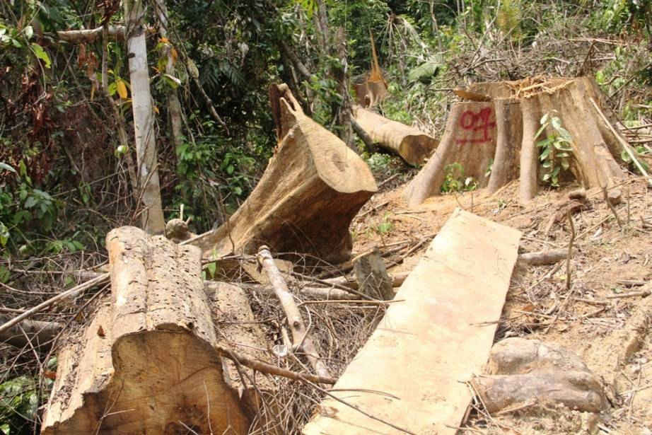 Qua điều tra, ngành chức năng đã phát hiện 5 đối tượng phá rừng phòng hộ Sông Kôn