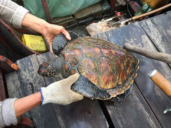 Rùa được ngư dân bắt được mai có hoa văn bắt mắt.