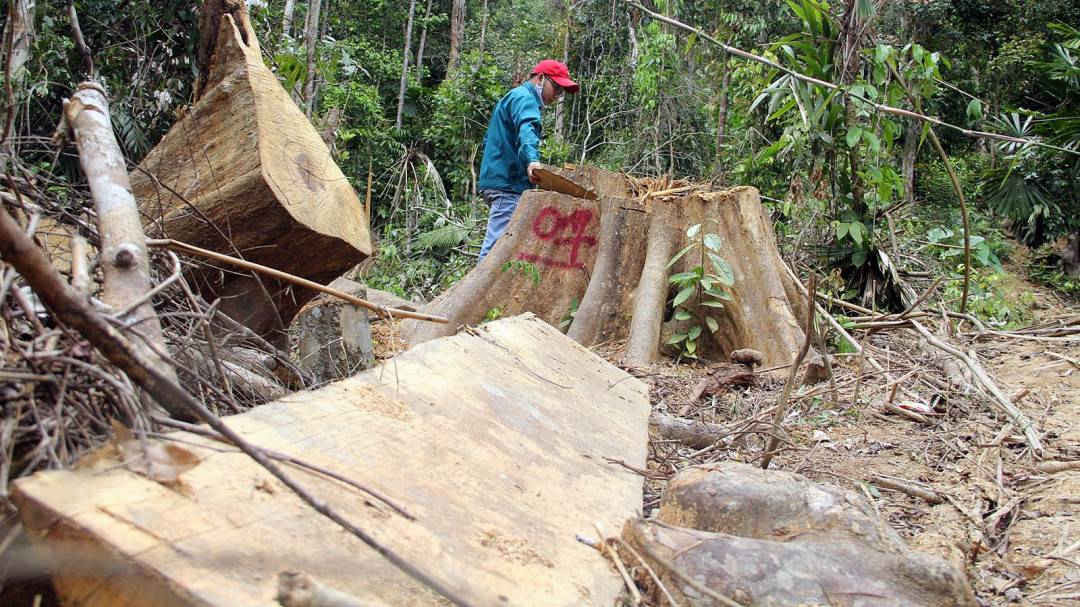 Hiện trường vụ phá rừng phòng hộ ở Đông Giang