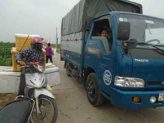 Vào vụ thu hoạch các xe tải chuyển đi tiêu thụ, thị trường chính của loại quả này là Hà Nội, Đà Nẵng, Quảng Bình, Quảng Trị…