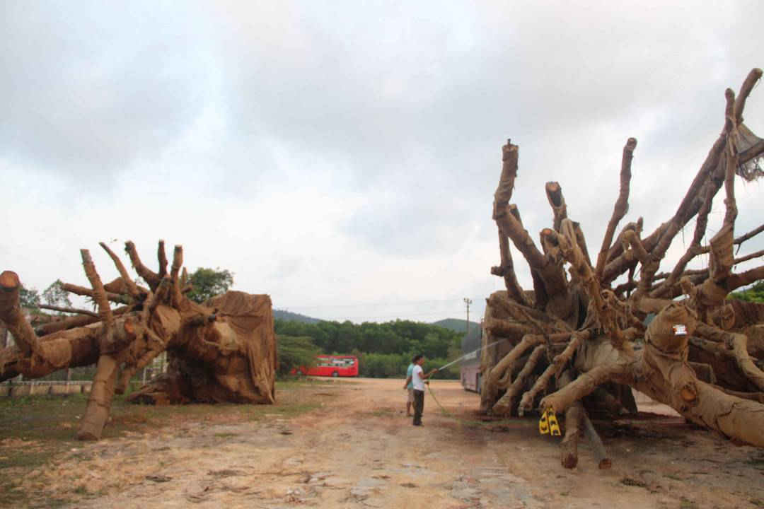 Các cây gỗ “khủng” đang được tập kết ở một bãi đất trống rộng lớn