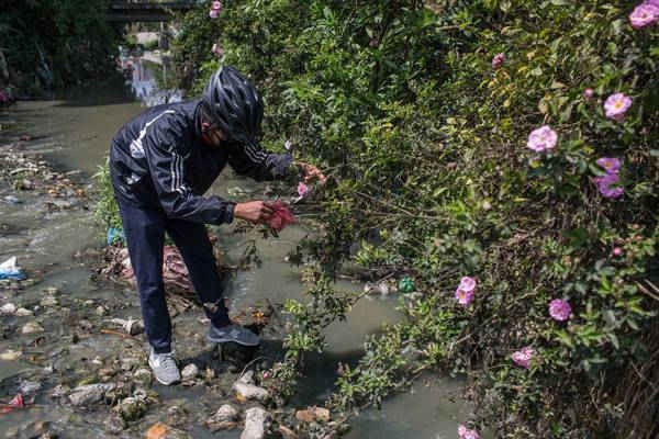 Abhishek Pokhrel gỡ túi polythene bị mắc kẹt trên một cành hoa hồng hoang dã trên bờ Rivulet của sông Bagmati ở Kathmandu. Ảnh: Nabin Baral